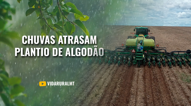 Algodão Condições Climáticas